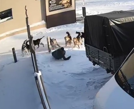 Стаю собак от ловцов защищали владелицы с палками?