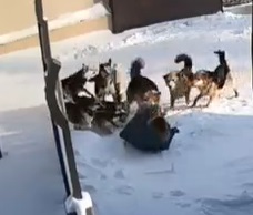 Стая разъяренных чипированных собак напала на якутянку