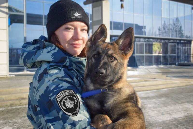 Овчарка Манго приступила к службе в транспортной полиции