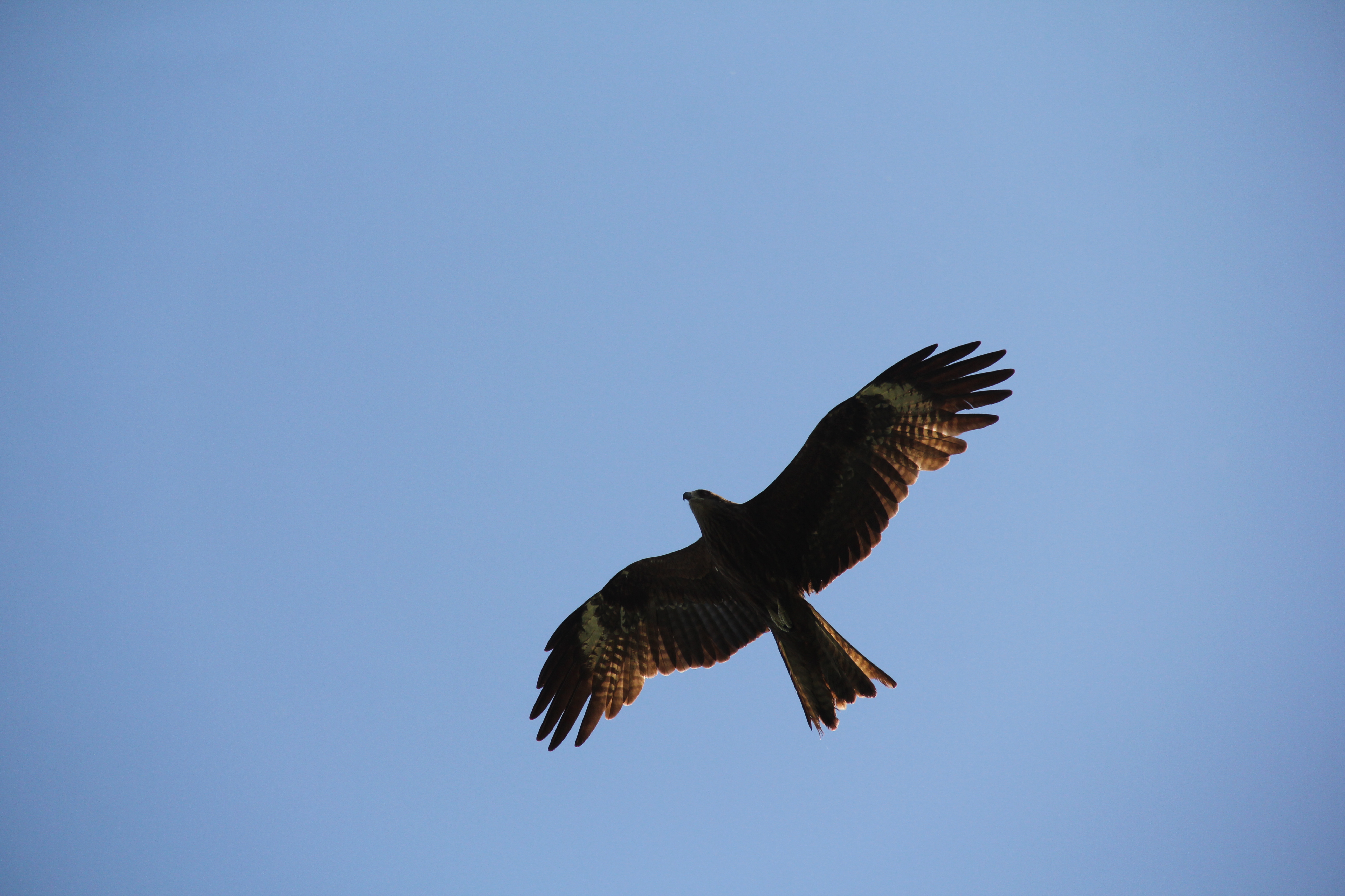Снег, метели и потепление до +5°