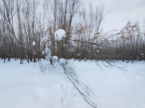 Весна принесла резкие перепады температуры