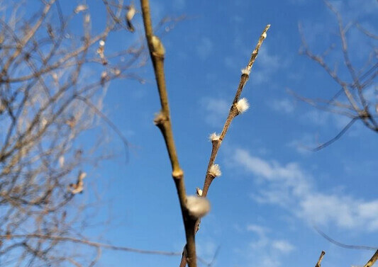 Погода на выходные: ночной снег тает днем