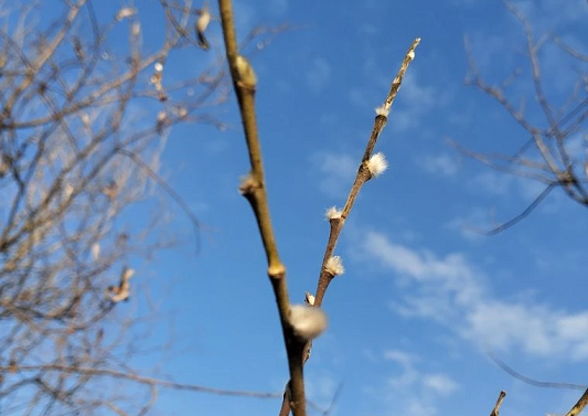 Погода на выходные: ночной снег тает днем