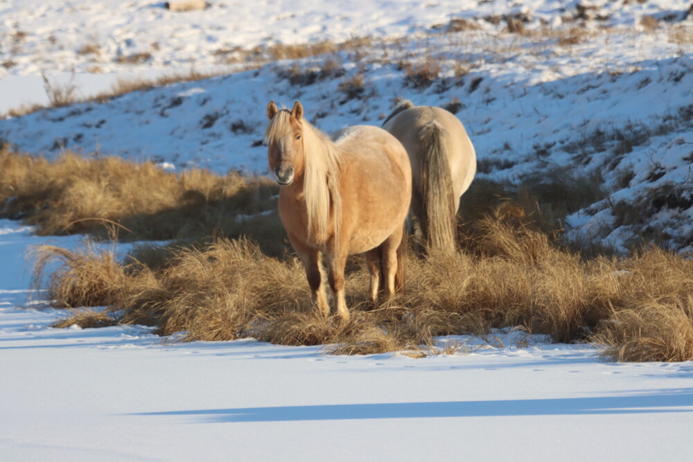 Дьөһөгөйбүт түһүлгэтигэр дуоһуйа түмсүөххэйиҥ