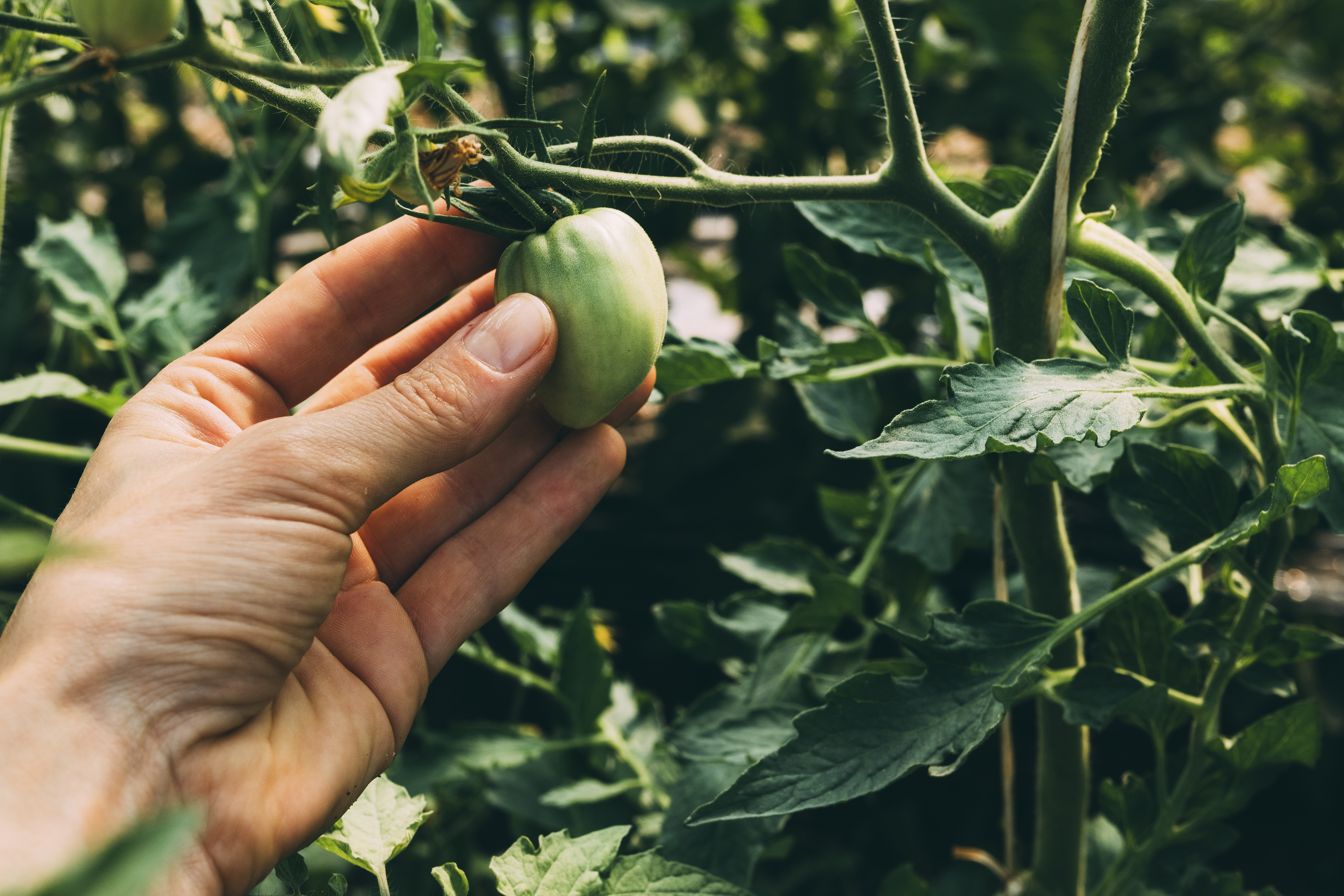 удаление листьев 