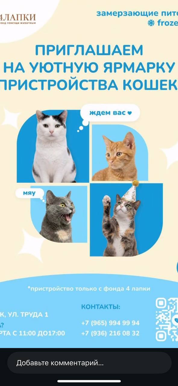 Впервые в Якутске Мяуфест — ярмарка пристройства кошек из приюта