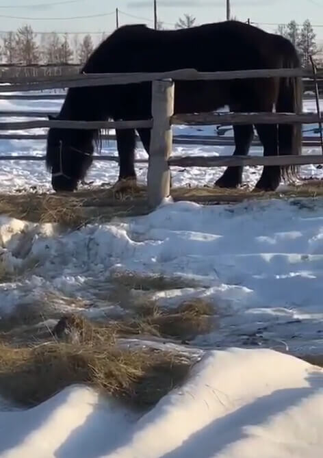 Прогноз якутского охотника: когда растает снег