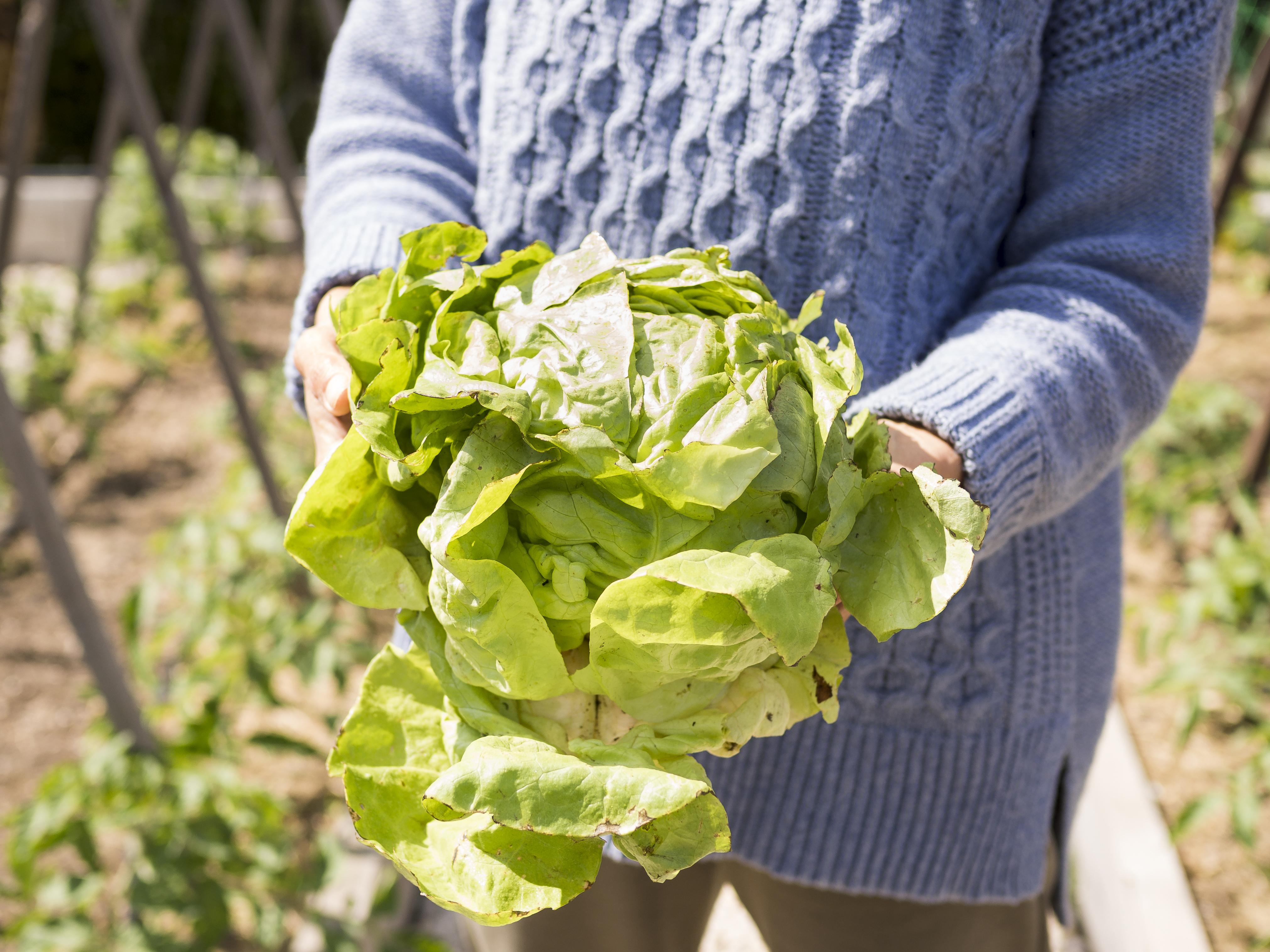 Сетка, зола и табачная пыль: три способа спасти урожай