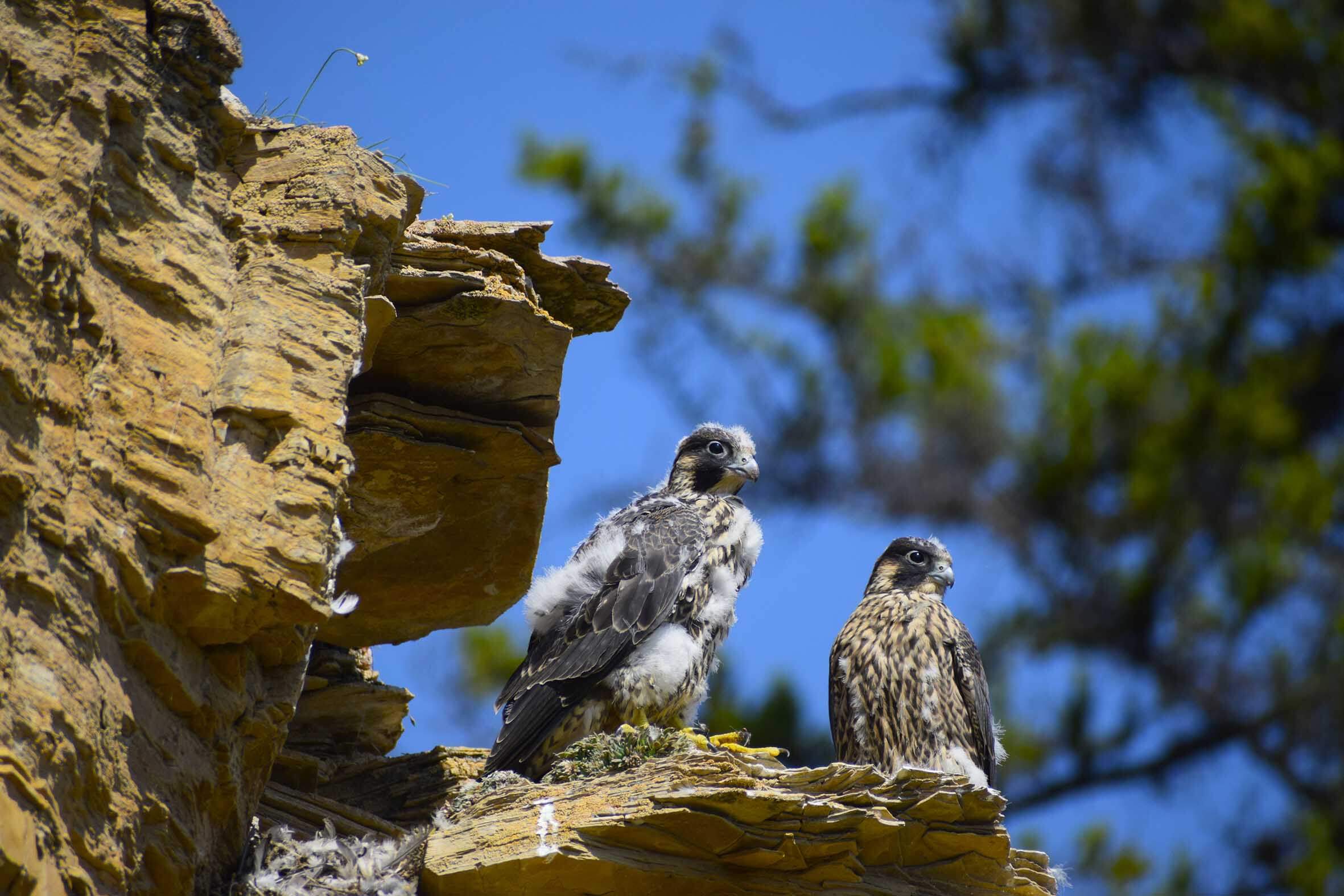 Подход к жизни, как и охота сапсана, требует баланса и мудрости