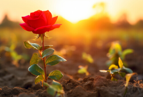 От лунки до бутона: полное руководство по весенней посадке роз