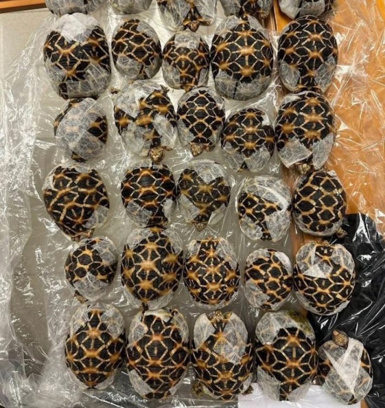 Зумершу с 30 живыми черепахами на теле задержали в аэропорту Таиланда