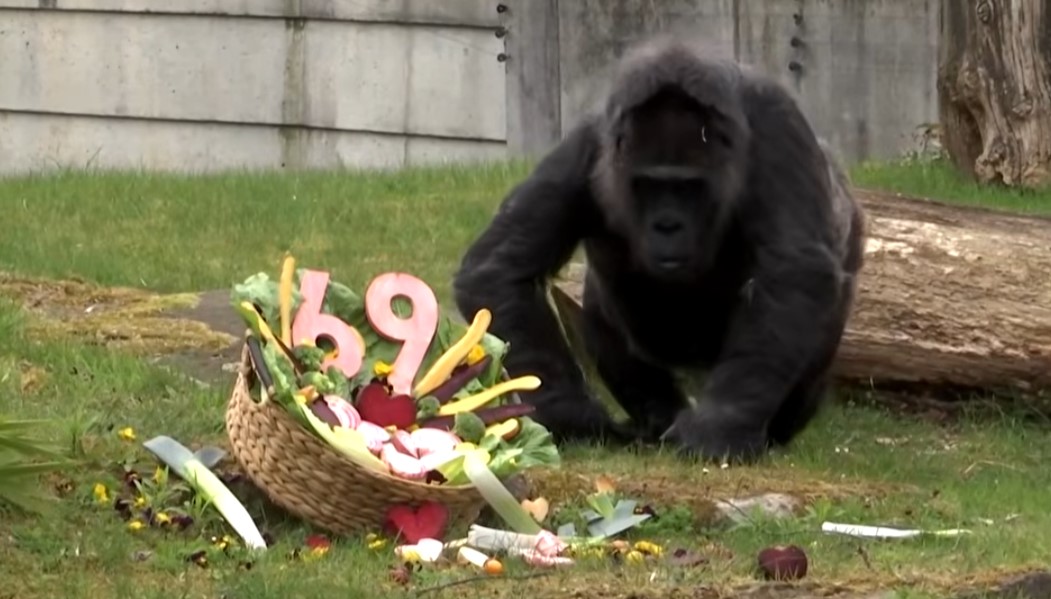 Самой старой горилле в мире исполнилось 69 лет