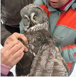 Не проехали мимо: якутяне спасли сову