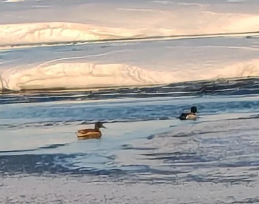 Фотофакт: Утки уже прилетели на родину!