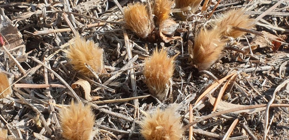 Фотофакт: первые мохнатые бутоны подснежника — ньургуһун