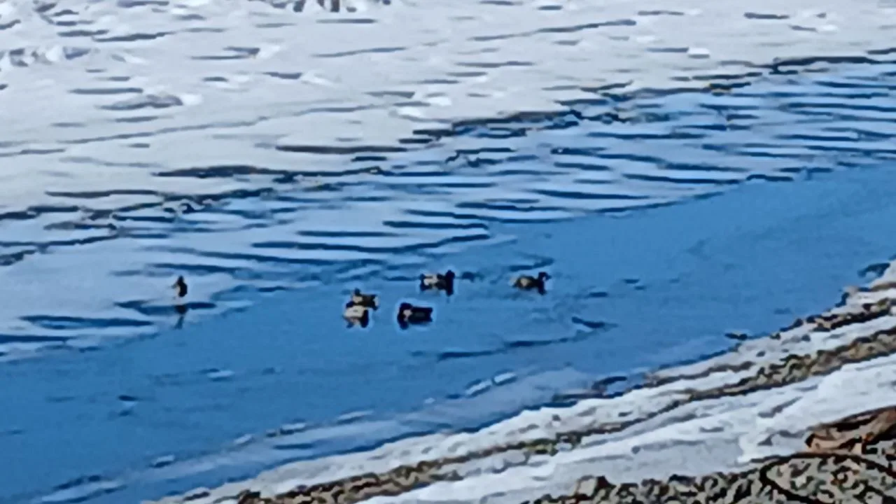 Охотничий мандраж: утки прилетели!