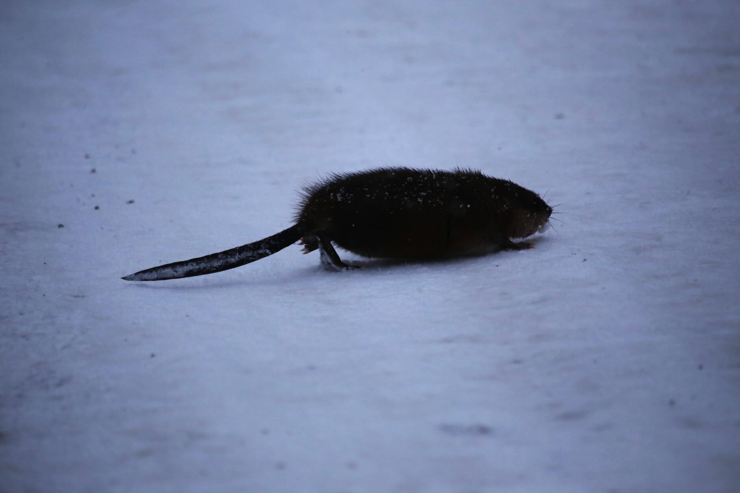 Погода далеко не весенняя: Мокрый снег и -30°