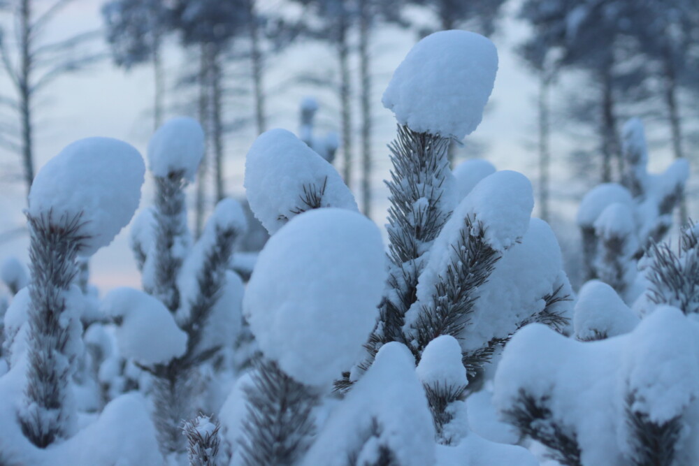 Снежные рекорды: Месячная норма осадков за несколько дней