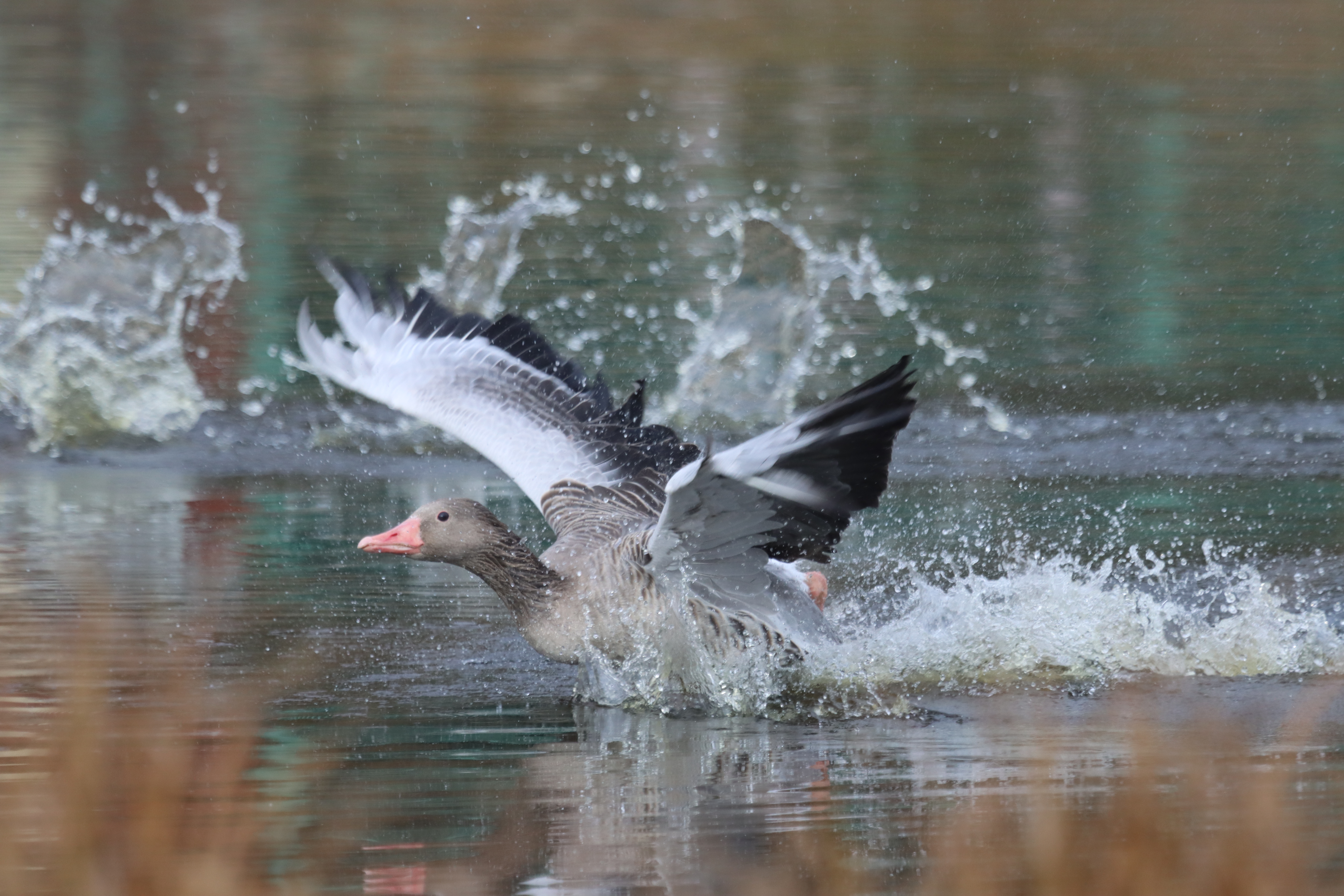 Стали известны сроки весенней охоты