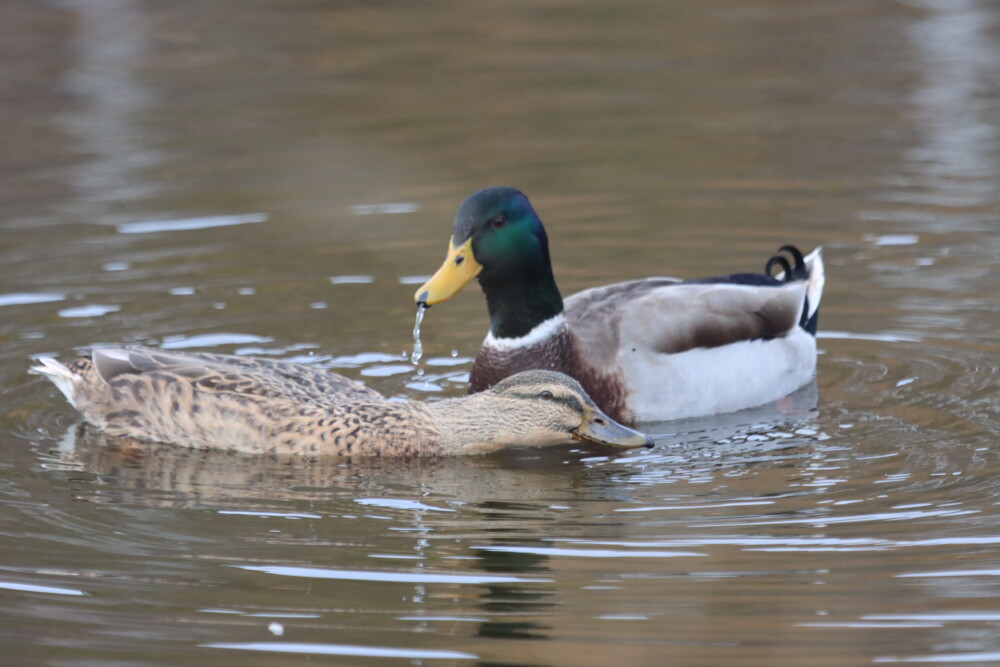 На этой неделе открывается весенняя охота