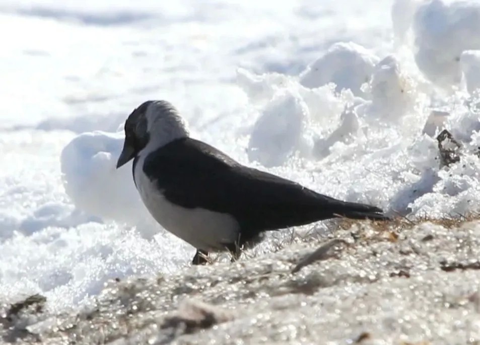 Якутянин запечатлел на камеру необычную гостью