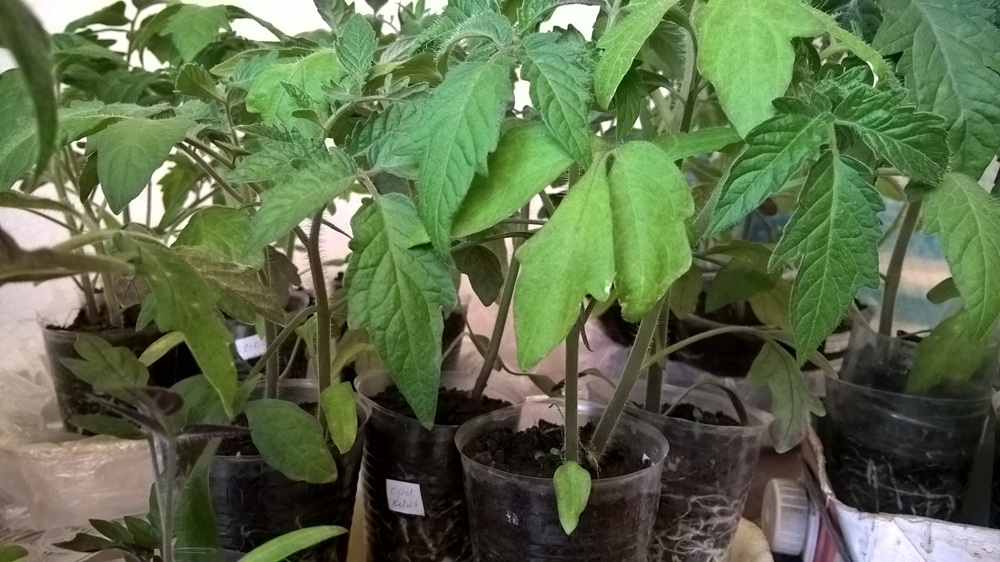 Как не ошибиться при выборе готовой рассады на рынке? 7 шагов к богатому урожаю