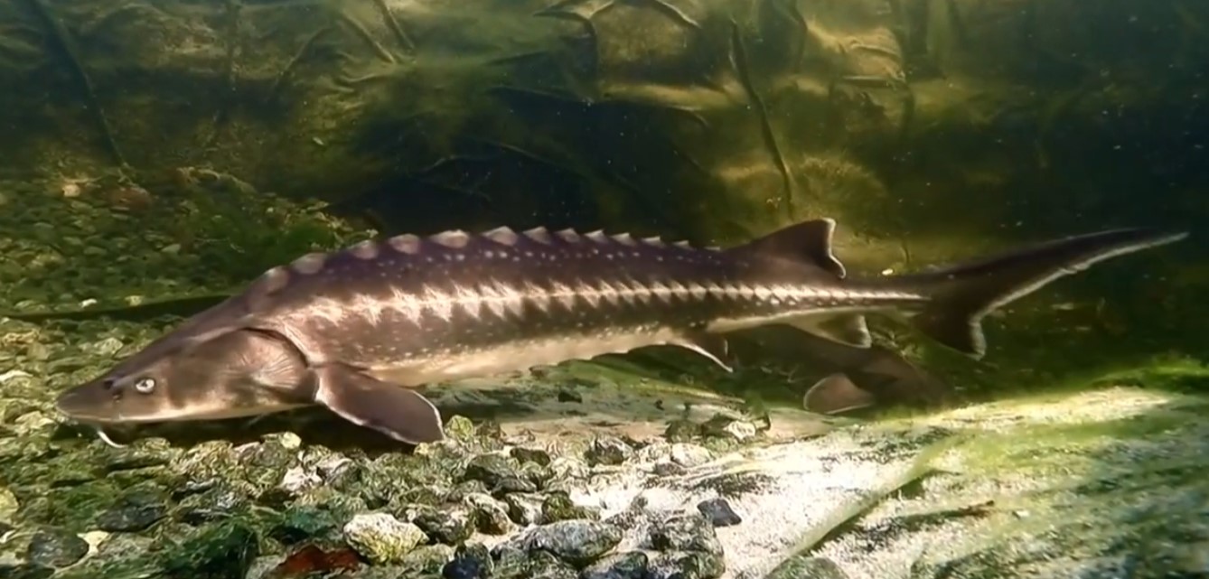 Из-за осетра лишился автомобиля