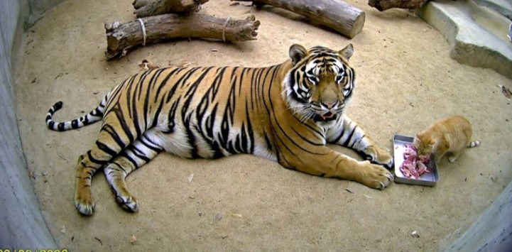 В мексиканском зоопарке рыжий кот объедает бенгальского тигра