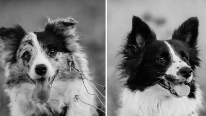 Собак-спасателей «ЛизаАлерт» застрелили во время тренировки