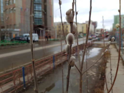 Благовещение 7 апреля: история, традиции, народная мудрость