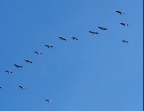 Фотофакт: Скоро лето — журавли прилетели!