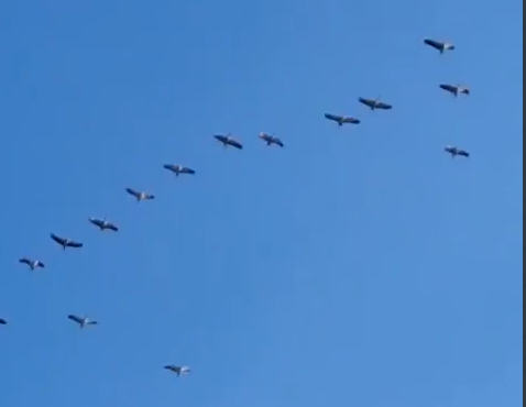 Фотофакт: Скоро лето — журавли прилетели!