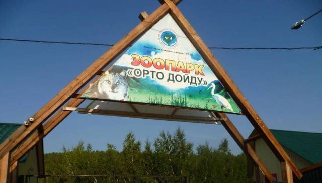 Бобры, овцебыки и пятнистые олени: Кого можно увидеть сегодня?