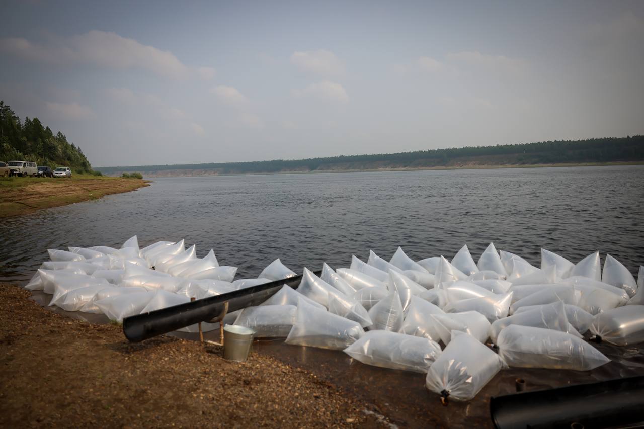 В водоемы Якутии выпустят более 30 миллионов мальков ценных рыб