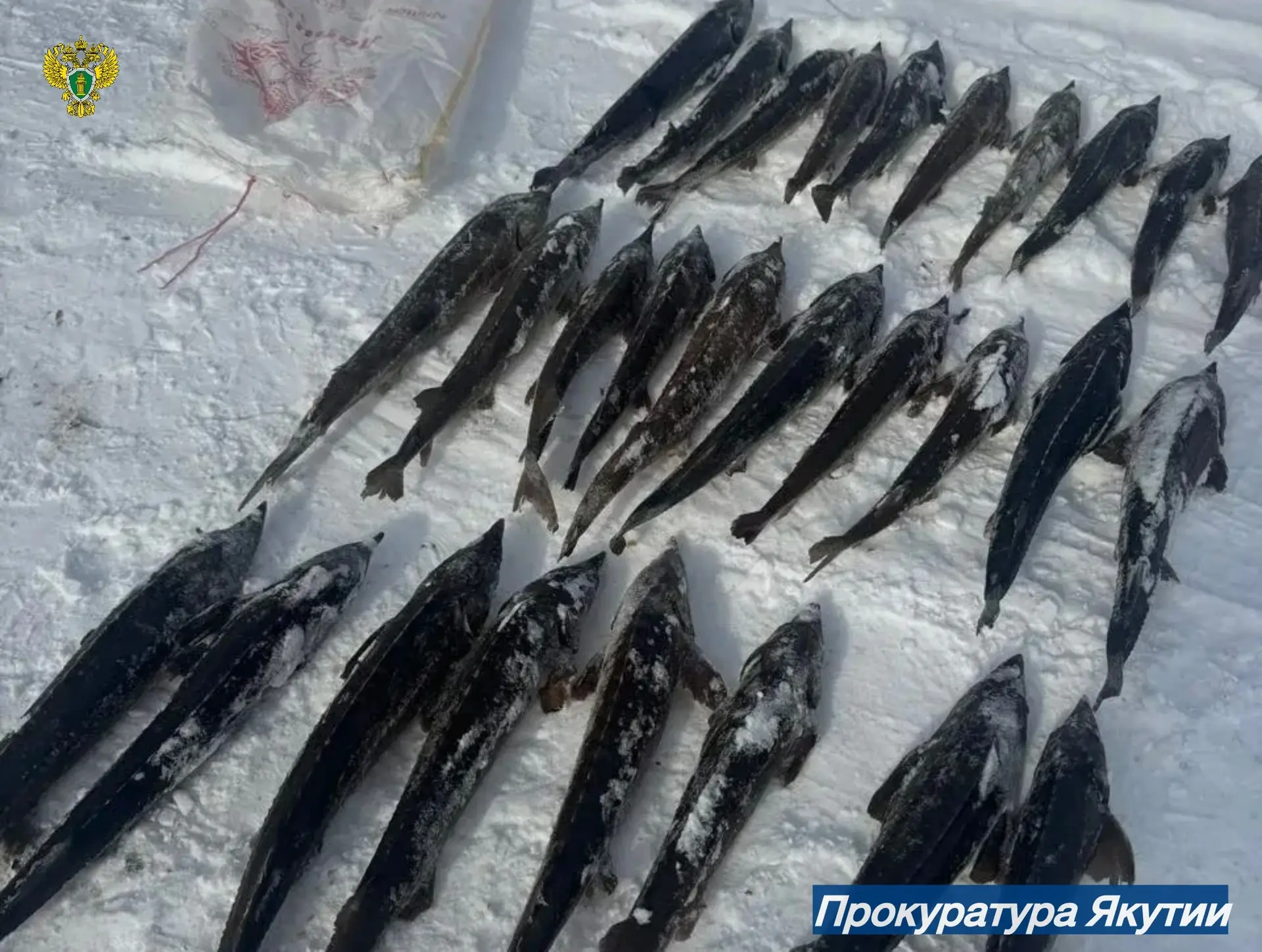 Царская рыба под суд!