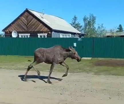 В Якутии лоси страх потеряли и не боятся людей