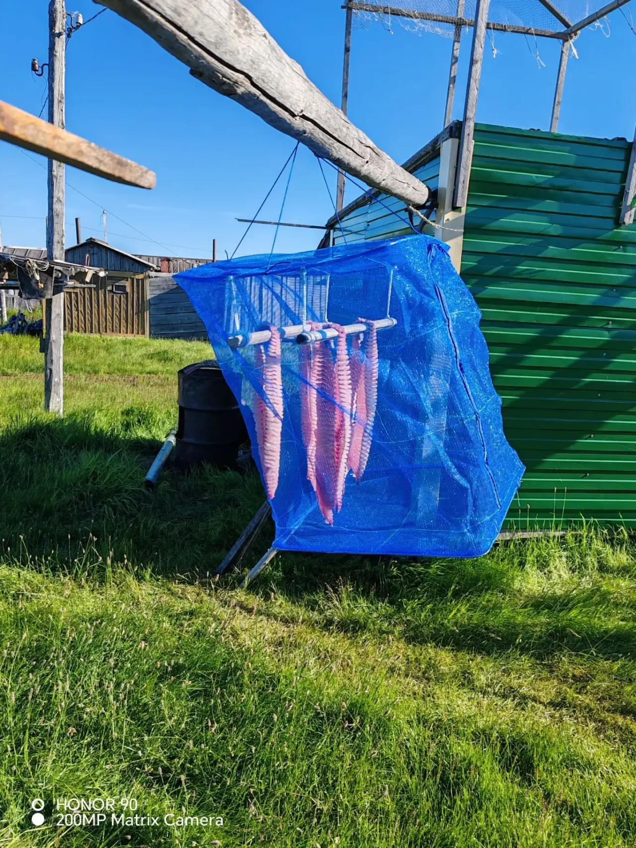 Фотофакт: В Русском Устье вялят юколу по новой технологии