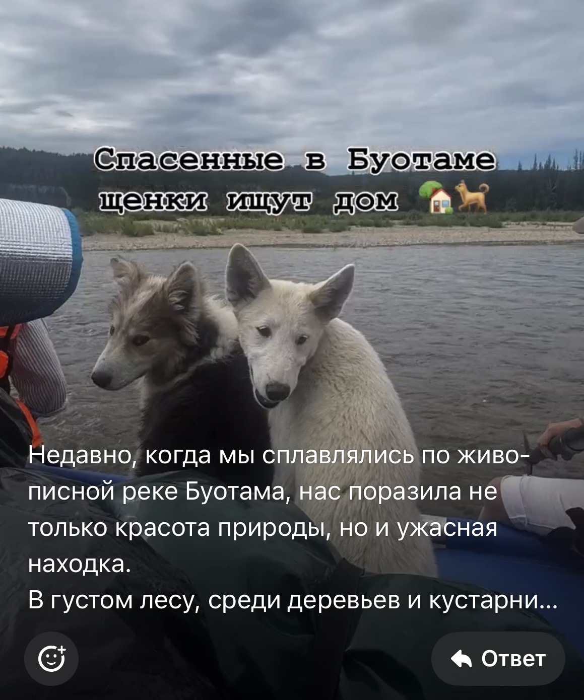 Найдены щенки на Буотаме. Ищут дом  