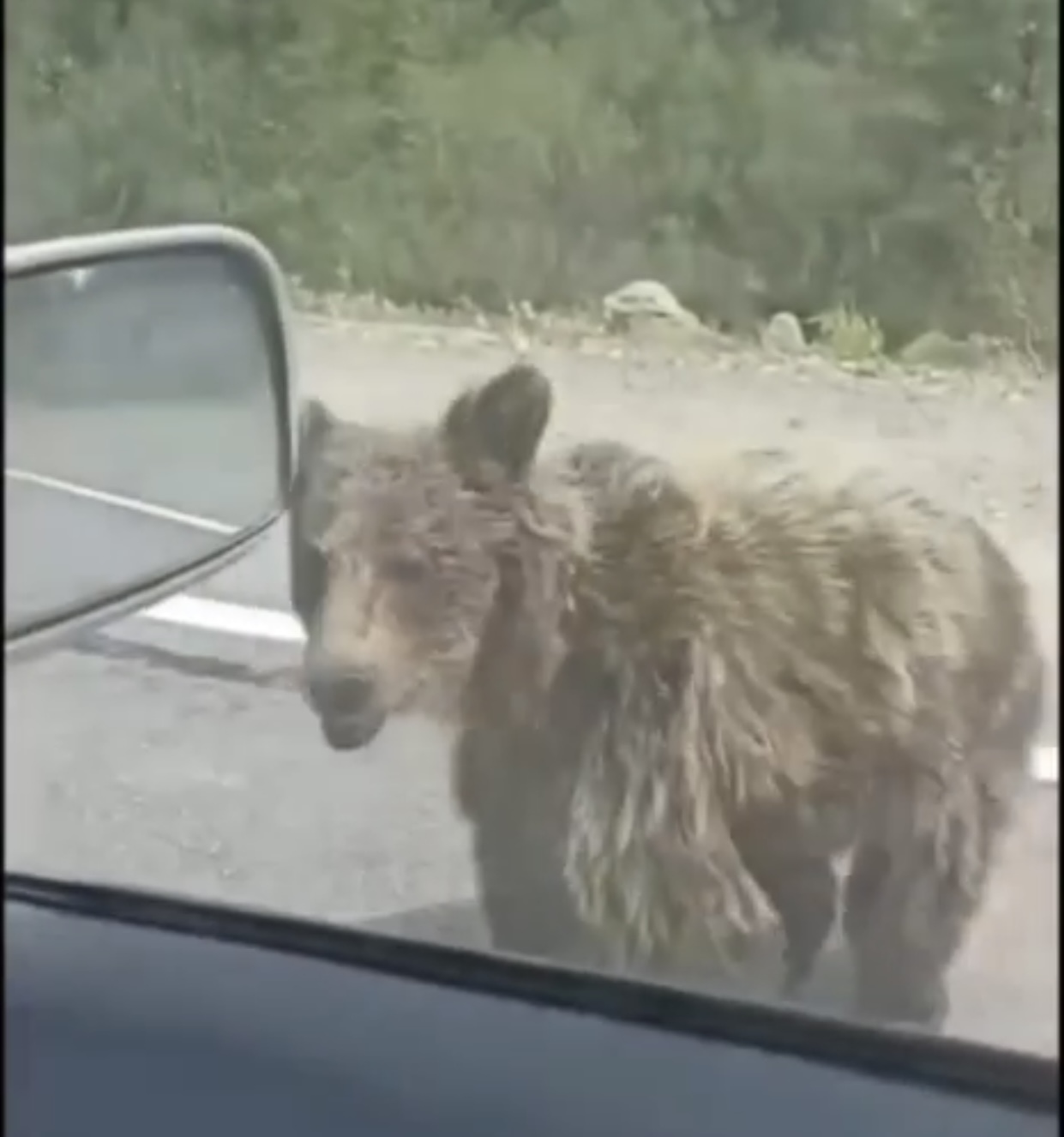 Медведи терроризируют алданцев