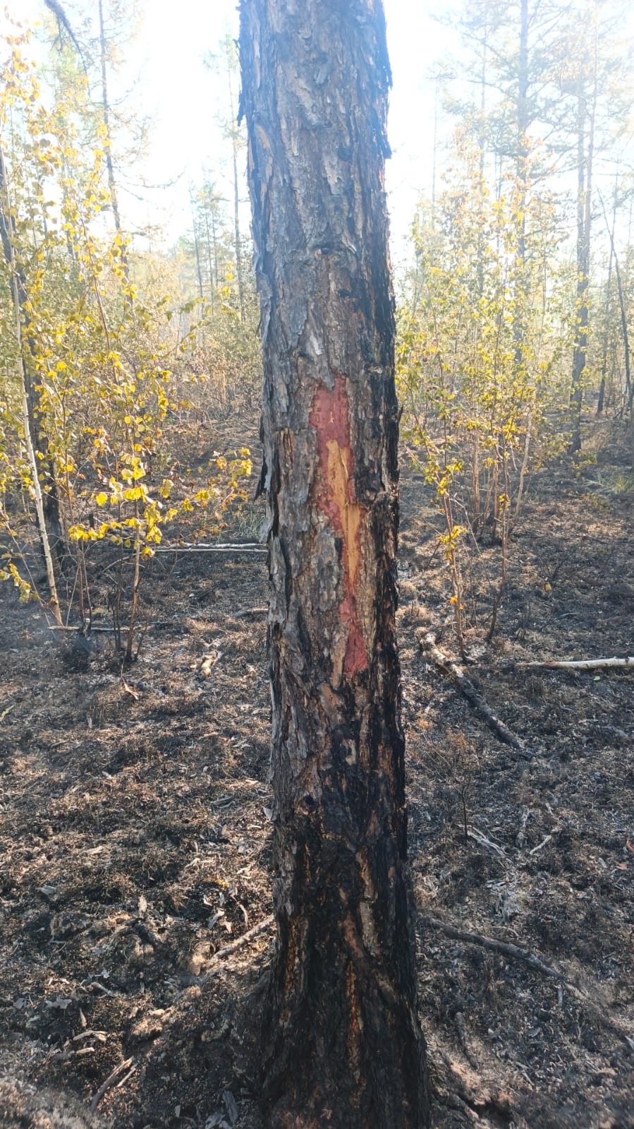 В Якутске тушат два лесных пожара
